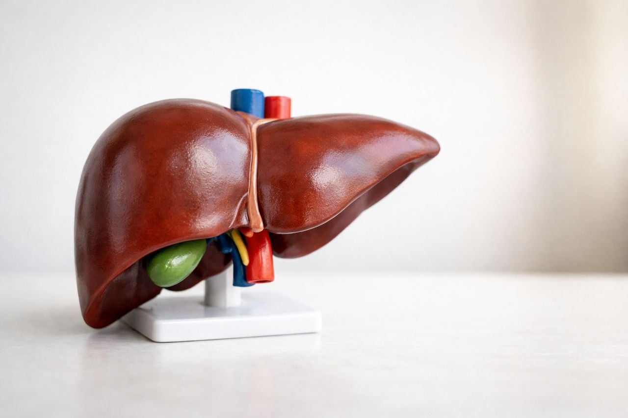 Modello anatomico di fegato su una superficie bianca con sfondo neutro.
