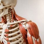 Modello anatomico del sistema muscoloscheletrico su sfondo neutro.