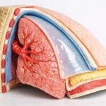 Modello anatomico della pleura su sfondo neutro in dettaglio ravvicinato.