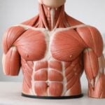Farmaci per dimagrire: quanta massa muscolare si rischia di perdere?