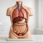 Fenilchetonuria: quali pesi nascosti oltre alla dieta restrittiva?
