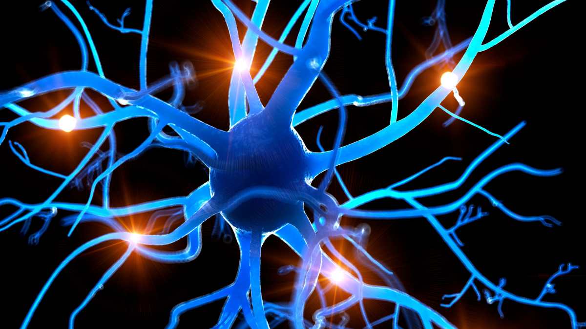fornice cerebrale