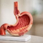 Modello anatomico dello stomaco e dell'esofago su sfondo neutro.
