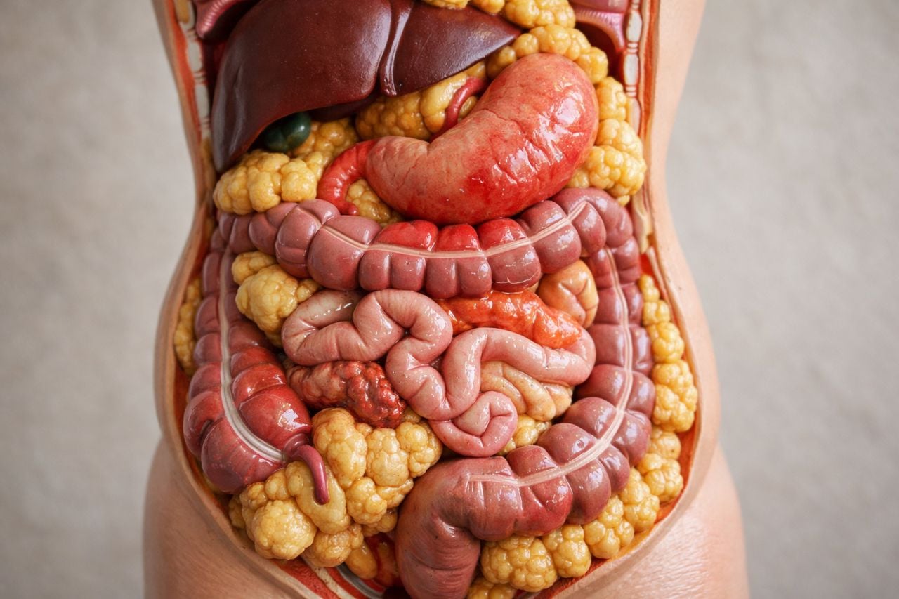 Modello anatomico dettagliato del sistema digestivo evidenziando le aree colpite dall'obesità.