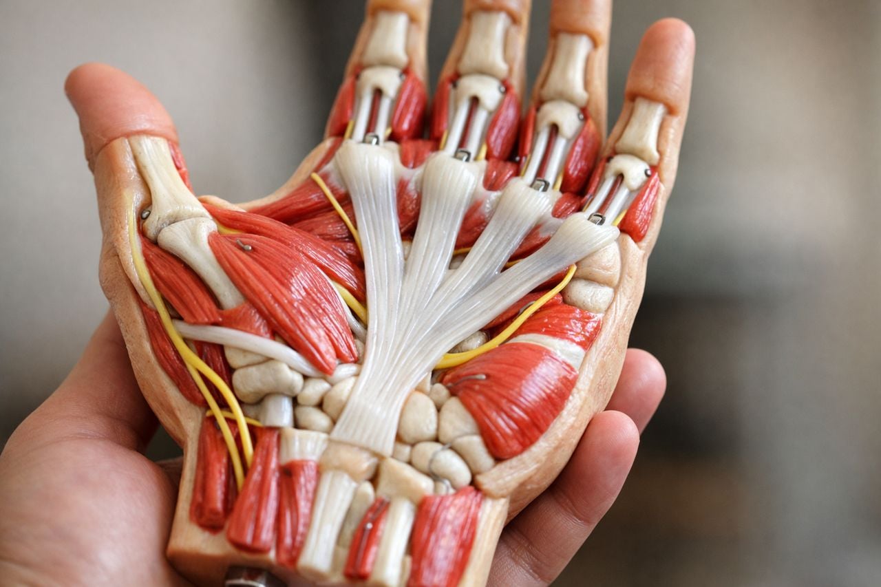 La 'corda' nascosta nella mano che può piegare le dita