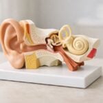 Che cos'&egrave; l'otolite?