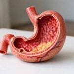 Modello anatomico dello stomaco in dettaglio su un tavolo neutro