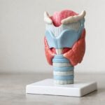 Modello anatomico della laringe su una superficie neutra con illuminazione naturale.