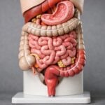 Sbloccare l’intestino in modo sicuro: il metodo che usano i medici