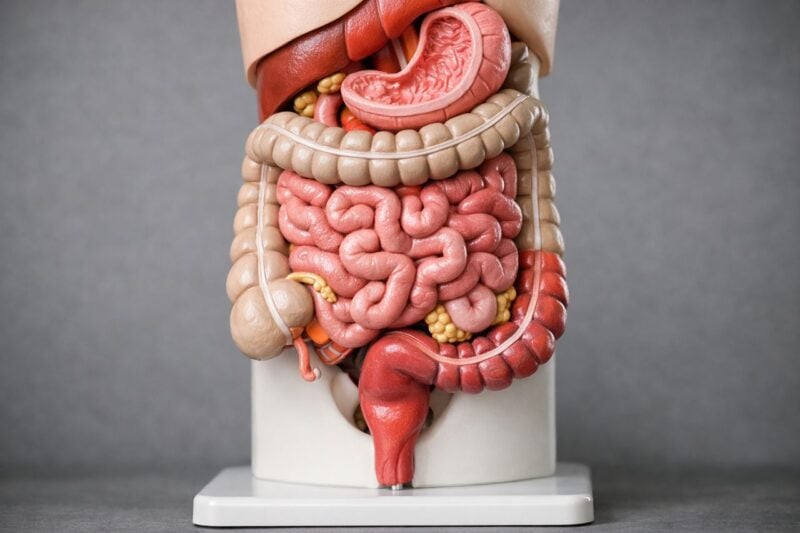 Sbloccare l’intestino in modo sicuro: il metodo che usano i medici