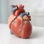 Come abbassare i battiti cardiaci subito?