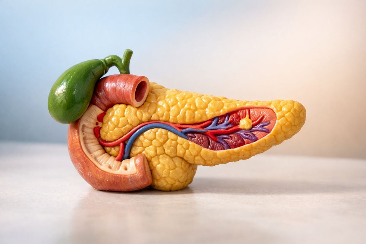 Modello anatomico del pancreas su una superficie pulita con sfondo neutro.