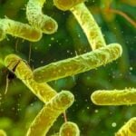 vibrio vulnificus, batterio mangiacarne