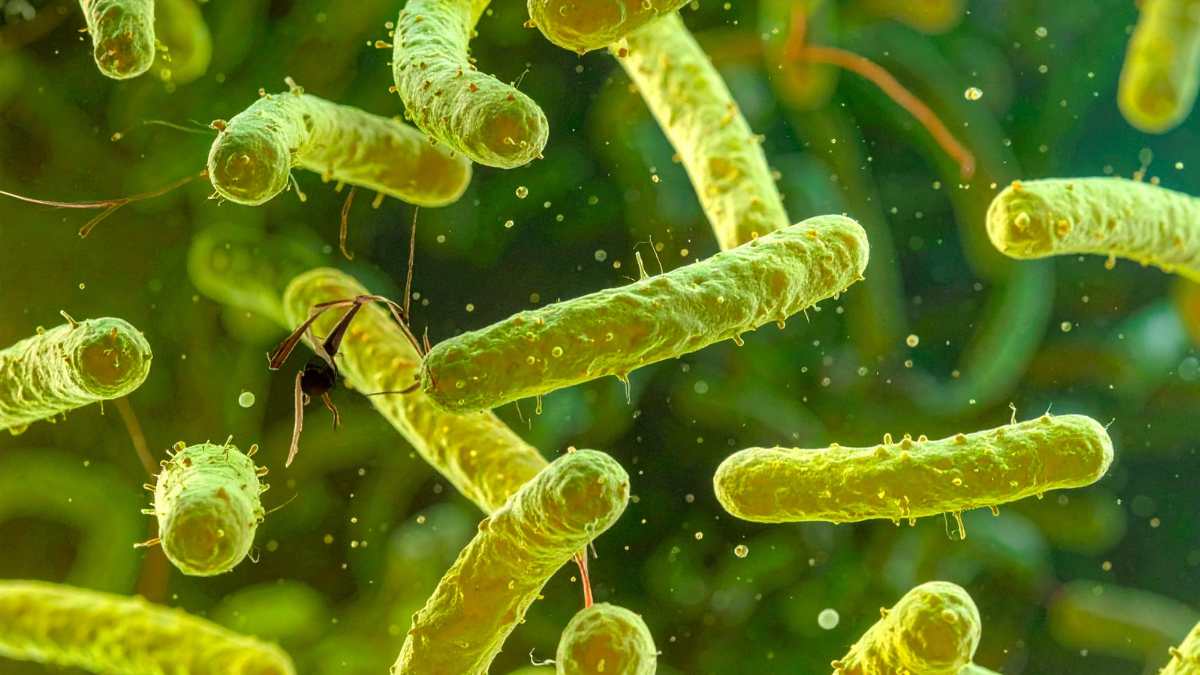 vibrio vulnificus, batterio mangiacarne