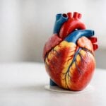 Modello anatomico del cuore su una superficie bianca con luce naturale e sfondo neutro.