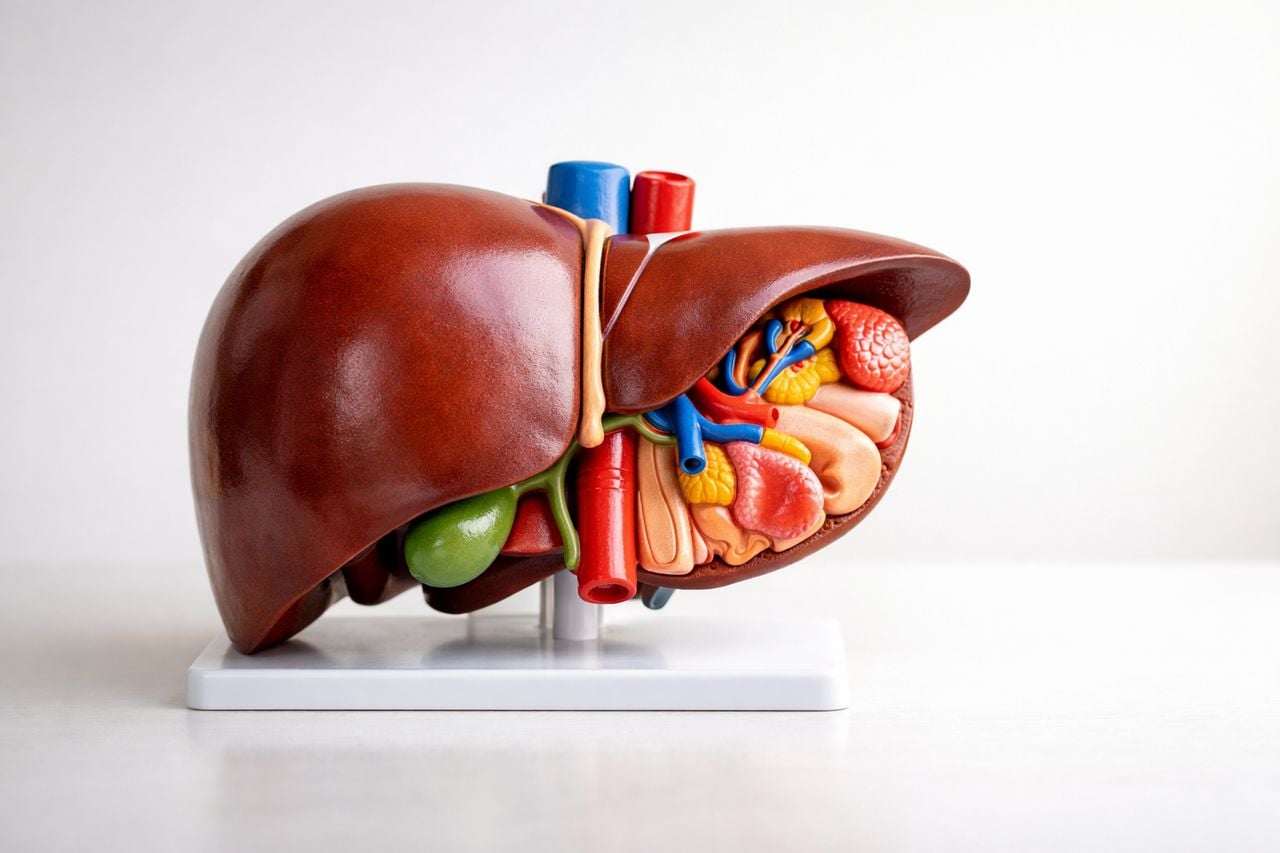 Modello anatomico del fegato su una superficie bianca semplice