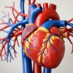 La menta piperita abbassa la pressione? Lo studio 2026 lo sostiene