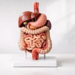 Non prendere antibiotici: cosa davvero funziona per la diarrea