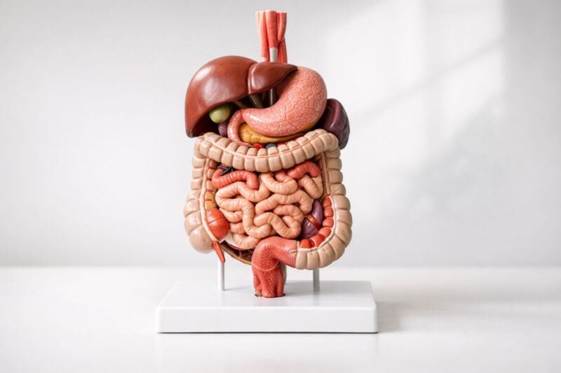 Non prendere antibiotici: cosa davvero funziona per la diarrea