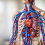 Modello anatomico del sistema venoso che mostra vene e percorsi del flusso sanguigno.