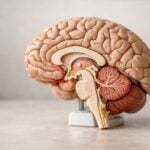 Ictus dopo tumore: rischio fino a 2,5 volte nei primi 3 mesi
