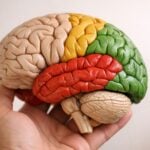Lo smog può aumentare il rischio di Alzheimer? Cosa dicono gli studi