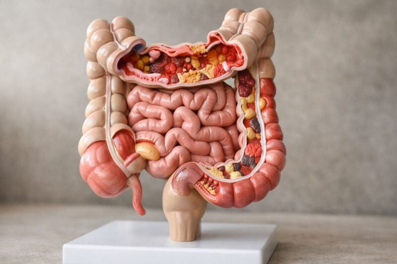 Scoperto un «difetto nascosto» dell’intestino che può spiegare le ricadute IBD