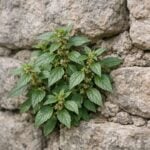 Parietaria