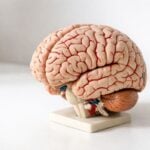 Modello anatomico del cervello su una superficie bianca pulita.
