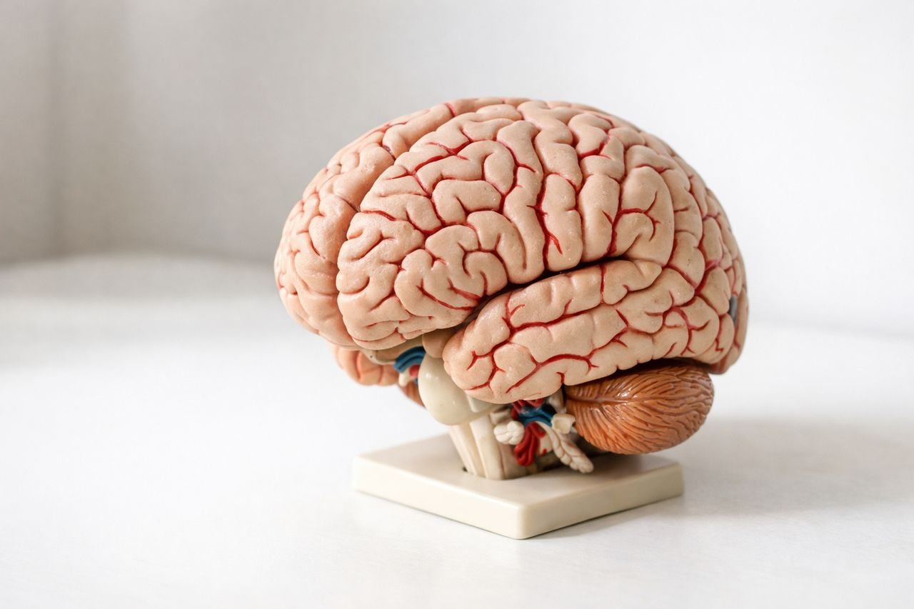 Modello anatomico del cervello su una superficie bianca pulita.