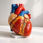 Il cuore delle donne parla piano: i nuovi segnali d’allarme che i test ora sanno leggere