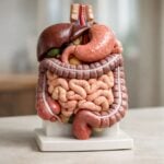 Obesità infantile, stop ai farmaci sotto i 10 anni: cosa prevedono le nuove linee guida OMS