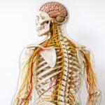 Modello anatomico del sistema nervoso su sfondo neutro in un ambiente clinico