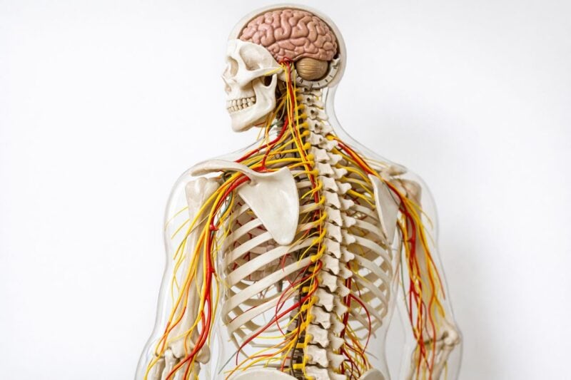 Modello anatomico del sistema nervoso su sfondo neutro in un ambiente clinico